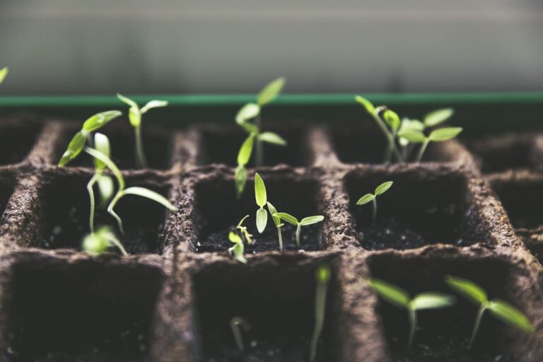 brotos de plantas na terra