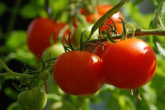 Plantação de tomates